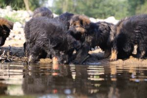 comme-chiens-et-loups-elevage-de-berger-allemand0067