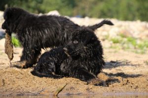 comme-chiens-et-loups-elevage-de-berger-allemand0068