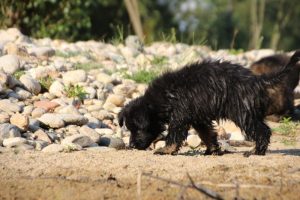 comme-chiens-et-loups-elevage-de-berger-allemand0070