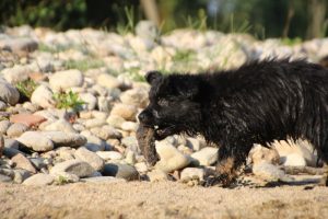 comme-chiens-et-loups-elevage-de-berger-allemand0071