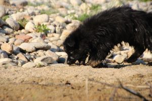 comme-chiens-et-loups-elevage-de-berger-allemand0072