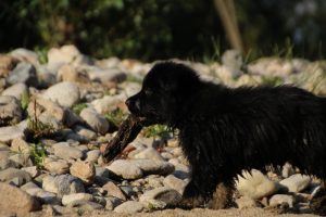 comme-chiens-et-loups-elevage-de-berger-allemand0073