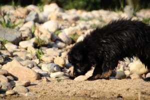 comme-chiens-et-loups-elevage-de-berger-allemand0074