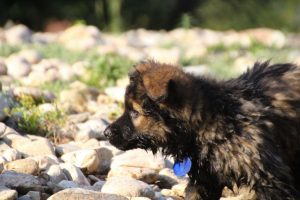 comme-chiens-et-loups-elevage-de-berger-allemand0077