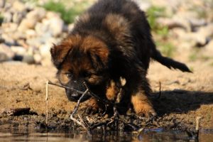 comme-chiens-et-loups-elevage-de-berger-allemand0080