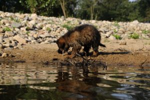 comme-chiens-et-loups-elevage-de-berger-allemand0081