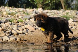 comme-chiens-et-loups-elevage-de-berger-allemand0082