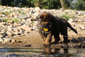 comme-chiens-et-loups-elevage-de-berger-allemand0083