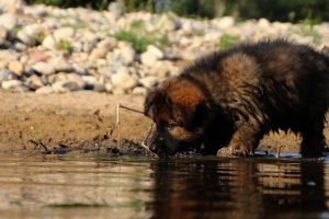 comme-chiens-et-loups-elevage-de-berger-allemand0084