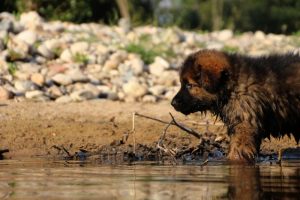 comme-chiens-et-loups-elevage-de-berger-allemand0085