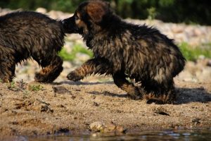 comme-chiens-et-loups-elevage-de-berger-allemand0086