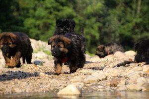 comme-chiens-et-loups-elevage-de-berger-allemand0087