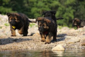 comme-chiens-et-loups-elevage-de-berger-allemand0088