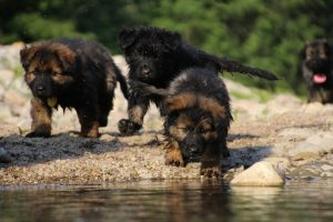 comme-chiens-et-loups-elevage-de-berger-allemand0089