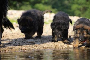 comme-chiens-et-loups-elevage-de-berger-allemand0090