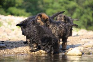 comme-chiens-et-loups-elevage-de-berger-allemand0091