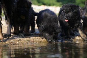 comme-chiens-et-loups-elevage-de-berger-allemand0092