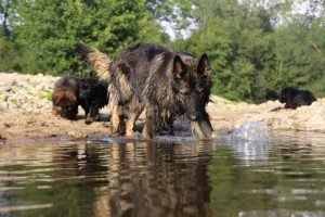 comme-chiens-et-loups-elevage-de-berger-allemand0093