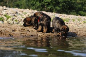 comme-chiens-et-loups-elevage-de-berger-allemand0094