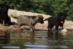 comme-chiens-et-loups-elevage-de-berger-allemand0095