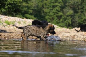 comme-chiens-et-loups-elevage-de-berger-allemand0096