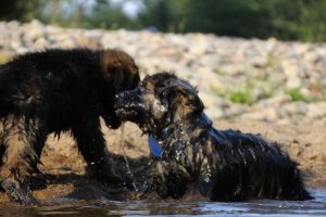 comme-chiens-et-loups-elevage-de-berger-allemand0098