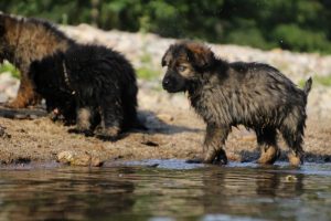 comme-chiens-et-loups-elevage-de-berger-allemand0099