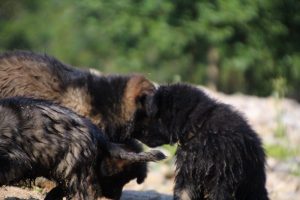 comme-chiens-et-loups-elevage-de-berger-allemand0101