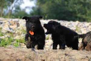 comme-chiens-et-loups-elevage-de-berger-allemand0104