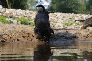 comme-chiens-et-loups-elevage-de-berger-allemand0106