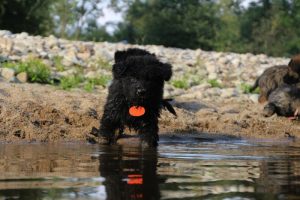 comme-chiens-et-loups-elevage-de-berger-allemand0107