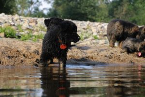 comme-chiens-et-loups-elevage-de-berger-allemand0108