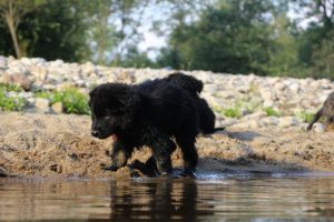 comme-chiens-et-loups-elevage-de-berger-allemand0109