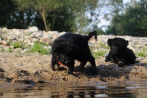 comme-chiens-et-loups-elevage-de-berger-allemand0110