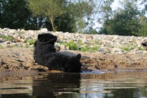 comme-chiens-et-loups-elevage-de-berger-allemand0114