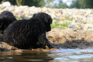 comme-chiens-et-loups-elevage-de-berger-allemand0116