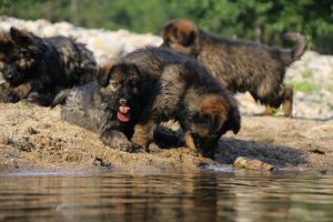 comme-chiens-et-loups-elevage-de-berger-allemand0117