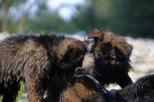 comme-chiens-et-loups-elevage-de-berger-allemand0122