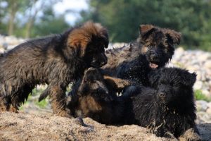 comme-chiens-et-loups-elevage-de-berger-allemand0124