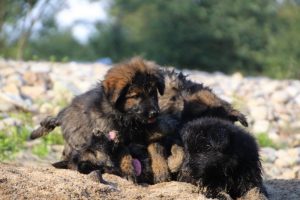 comme-chiens-et-loups-elevage-de-berger-allemand0126