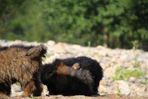 comme-chiens-et-loups-elevage-de-berger-allemand0131