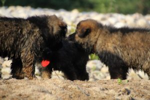 comme-chiens-et-loups-elevage-de-berger-allemand0133