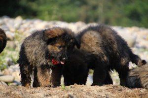 comme-chiens-et-loups-elevage-de-berger-allemand0134