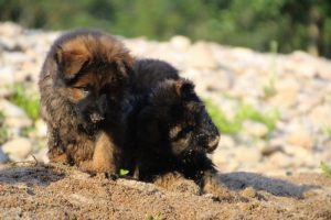 comme-chiens-et-loups-elevage-de-berger-allemand0135