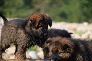 comme-chiens-et-loups-elevage-de-berger-allemand0137