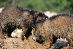 comme-chiens-et-loups-elevage-de-berger-allemand0140