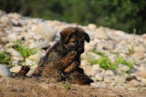 comme-chiens-et-loups-elevage-de-berger-allemand0142