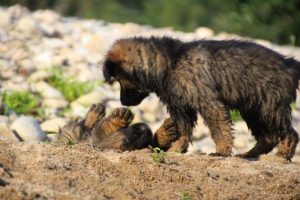 comme-chiens-et-loups-elevage-de-berger-allemand0143