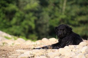 comme-chiens-et-loups-elevage-de-berger-allemand0145