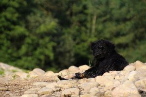 comme-chiens-et-loups-elevage-de-berger-allemand0148